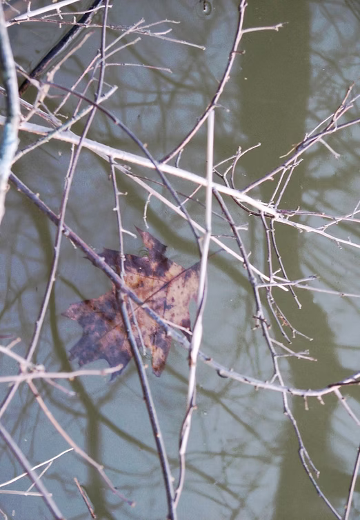 Branches photograph by Cheri Roth